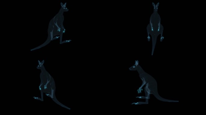 袋鼠 澳大利亚老鼠野生动物保护动物哺乳