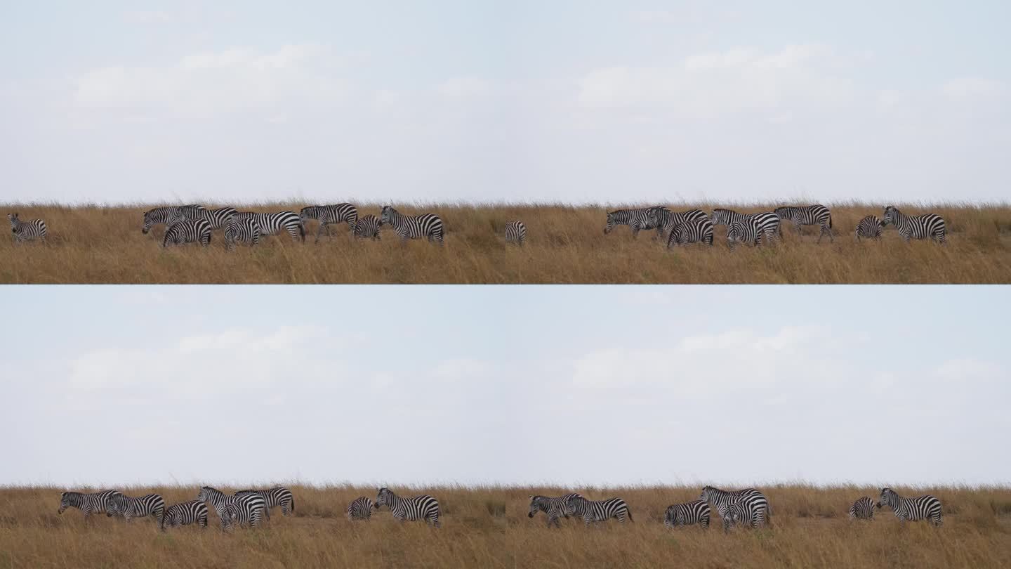 一群斑马在马赛马拉国家保护区的草原上吃草