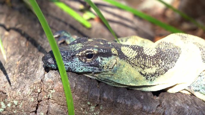 蕾丝监视器，树蜥(varanus varius)在野外发现的暗淡的蓝黑色外观，在阳光下晒在岩石上，澳