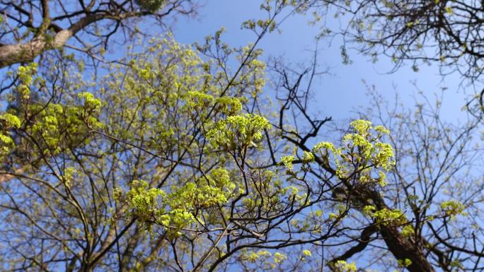春天的绿叶和枫树花