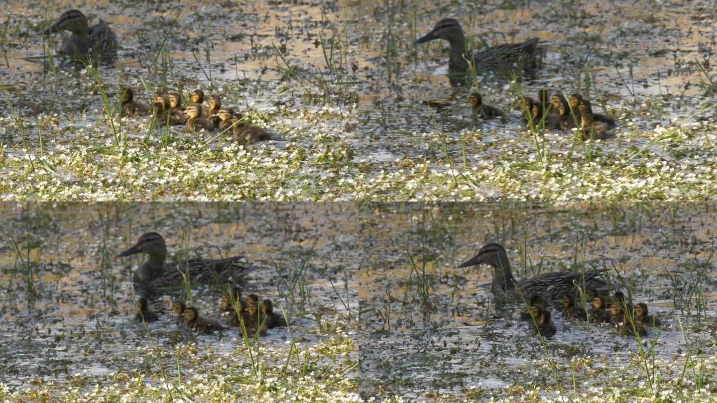 一群美丽的小鸭子在鲜花的簇拥下游泳，准备和妈妈团聚