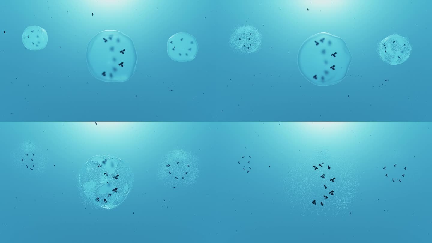 细胞裂解，3d动画。细胞膜的分解