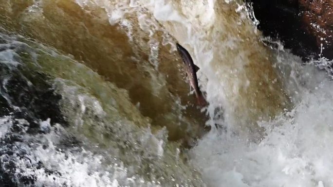 两只野生大西洋鲑鱼跃过苏格兰伯思郡布坎蒂喷口的瀑布——静态慢动作