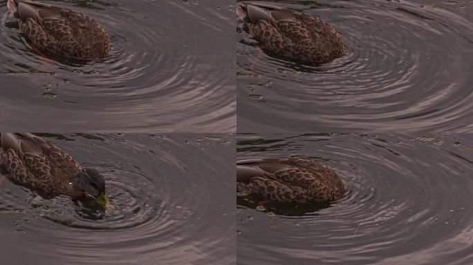 雌绿头鸭反复把头埋到水下，以海藻为食