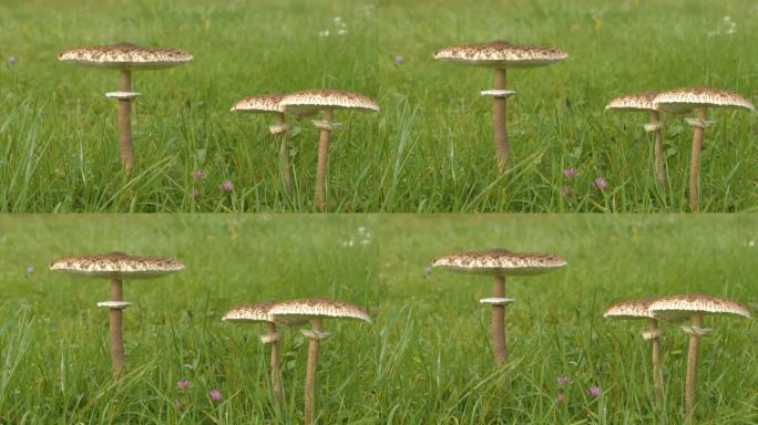 特写，DOF:绿色草地上美丽的秋日伞菇三重奏