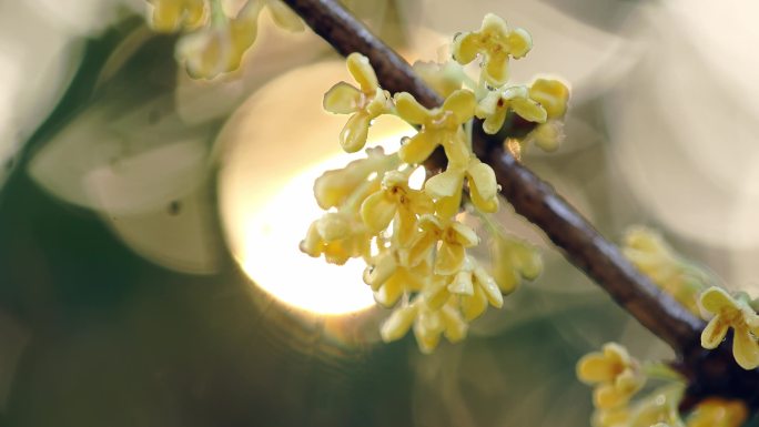 唯美空镜头秋分逆光桂花树叶阳光