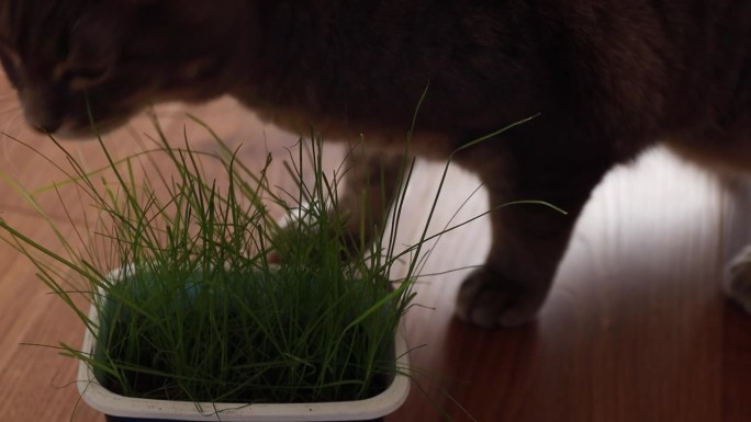 猫吃的是绿草，燕麦。猫在吃绿草发芽的燕麦