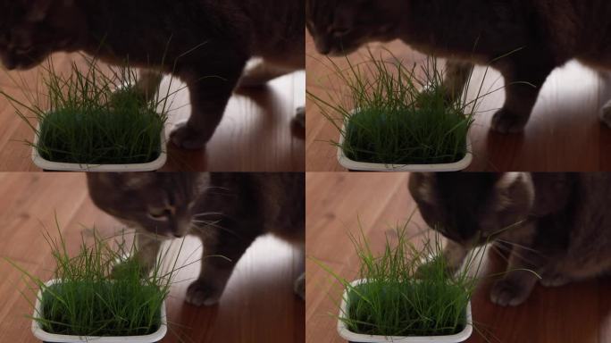 猫吃的是绿草，燕麦。猫在吃绿草发芽的燕麦