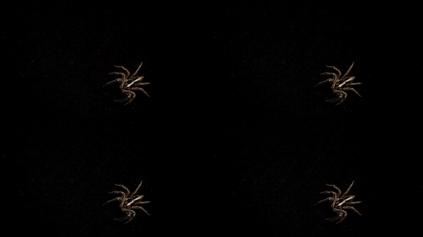 黑色背景上的一只蜘蛛，从微距俯视，直视着相机。