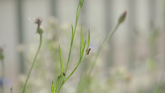 一只蚂蚁在一片草地上行走。摄像机跟随蚂蚁，浅景深的电影镜头。