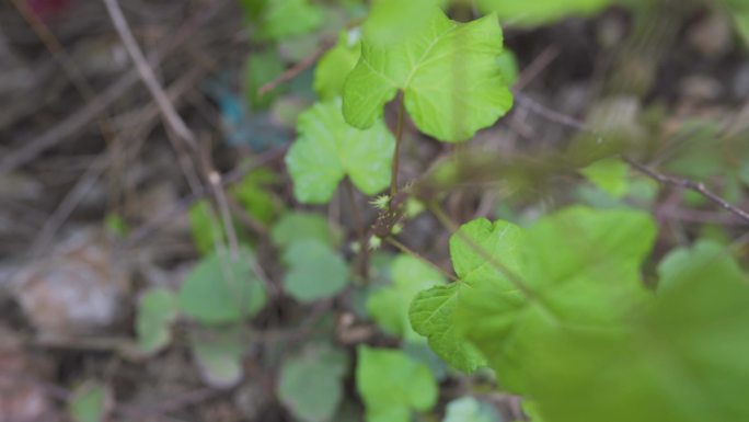 藤类植物 植物多样性 绿色生态