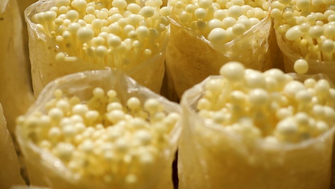 食用菌  种植业 农业增收 黄豆豆芽