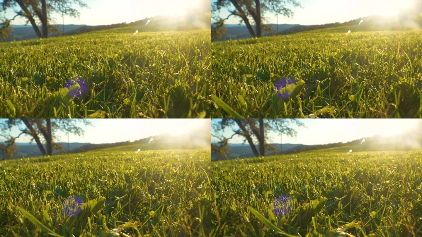 镜头光晕，特写:秋天夕阳下金色发光的浓密花园草