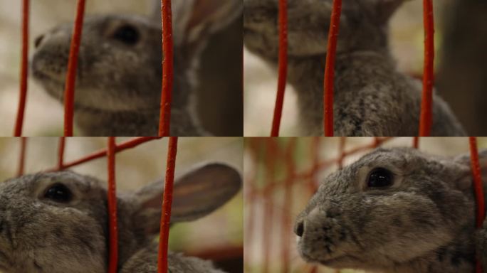 一只灰色的兔子从围栏的网眼里探出头来，慢动作。