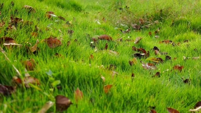 绿地草坪草地小草