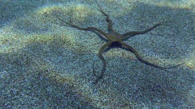 海蛇尾正沿着沙底爬行。