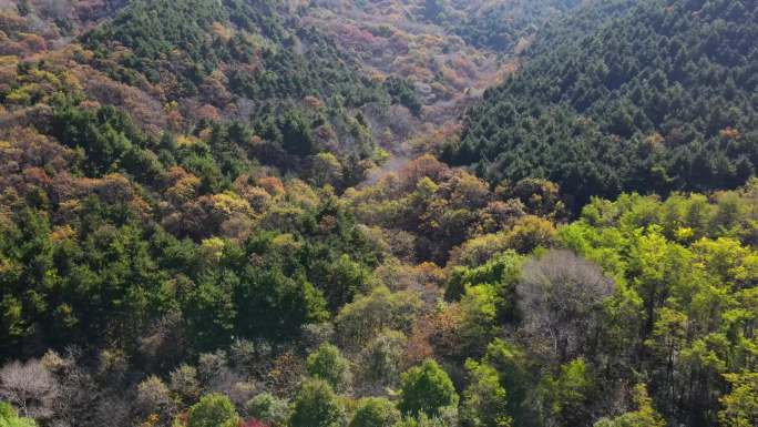 石门山美景秋季山林层林尽染 深秋深林森林