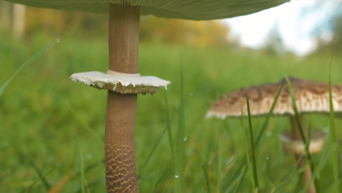 特写，DOF:美丽的伞菇生长在绿色的草地中间