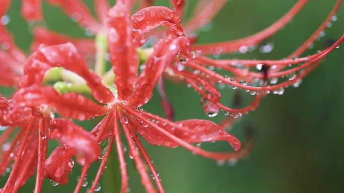 4k雨后的彼岸花