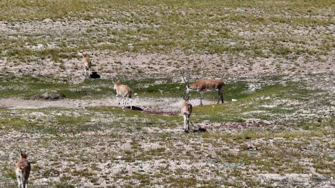 近距离拍摄阿里羌塘无人区藏羚羊悠闲自得