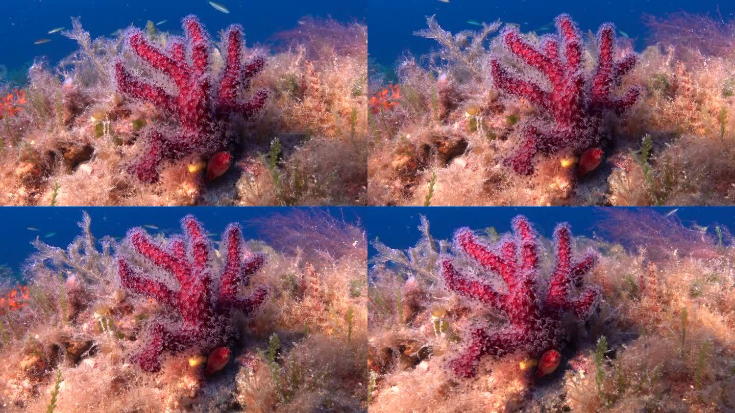 深水下-红色柳珊瑚-软珊瑚-在一个色彩缤纷的海底