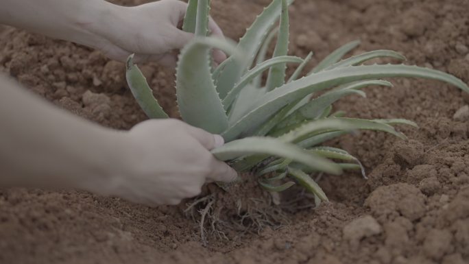 种植 芦荟 田园