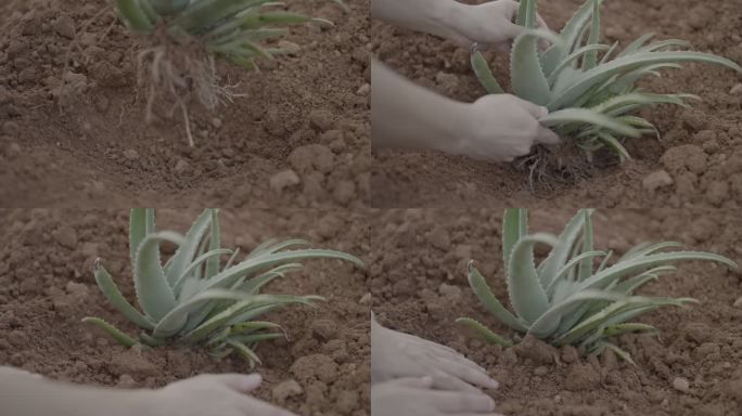 种植 芦荟 田园