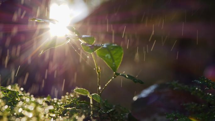 阳光雨丝