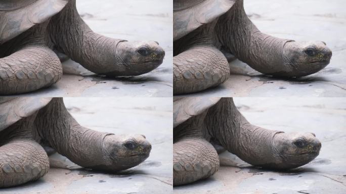 阿尔达布拉巨龟的特写——世界上最大的龟之一——在一个公园里
