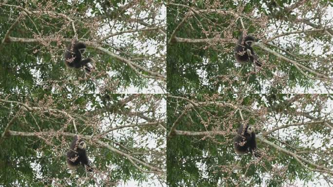 这只白掌长臂猿在吃水果时随着体重上下摆动，泰国
