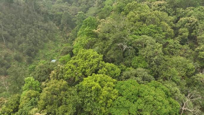 云南西双版纳易武茶山古茶园航拍