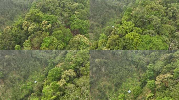 云南西双版纳易武茶山古茶园航拍