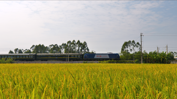稻田上的绿皮火车