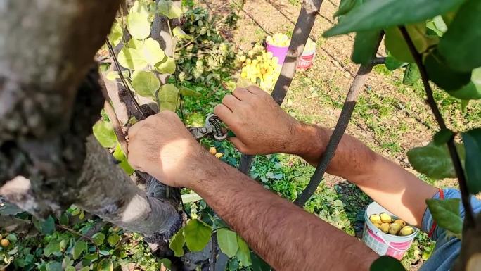 男子借助特殊的园艺修剪器剪掉果树的树枝，清除果树上生病和受损的树枝