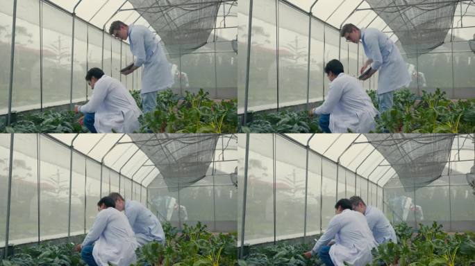 两名生物技术工程师拿着放大镜观察水培农场的蔬菜叶片是否有病