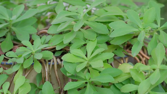 费菜救心菜金不换云南白药草中药草