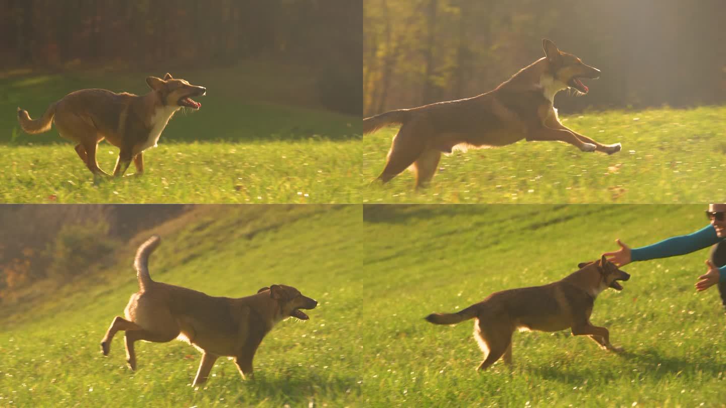 镜头光晕:听话的狗狗在回忆后跑过绿色草地向主人跑去
