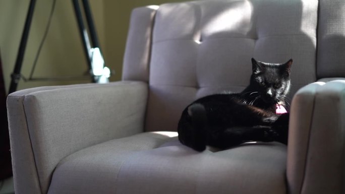 黑猫在客厅的椅子上翻筋斗