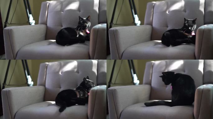 黑猫在客厅的椅子上翻筋斗