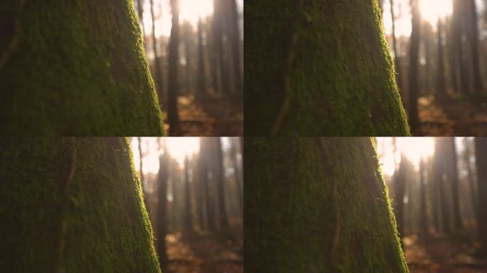 镜头光晕，特写，景深:秋天森林里长满苔藓的老树干