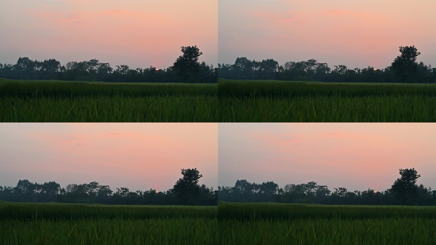 秋天日落时分桂林稻田上空飞过的鸟