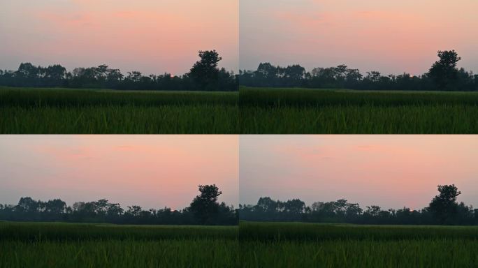秋天日落时分桂林稻田上空飞过的鸟
