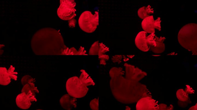 一群荧光水母在水族池中游泳。透明水母水下镜头，一只发光的水母在水中移动。