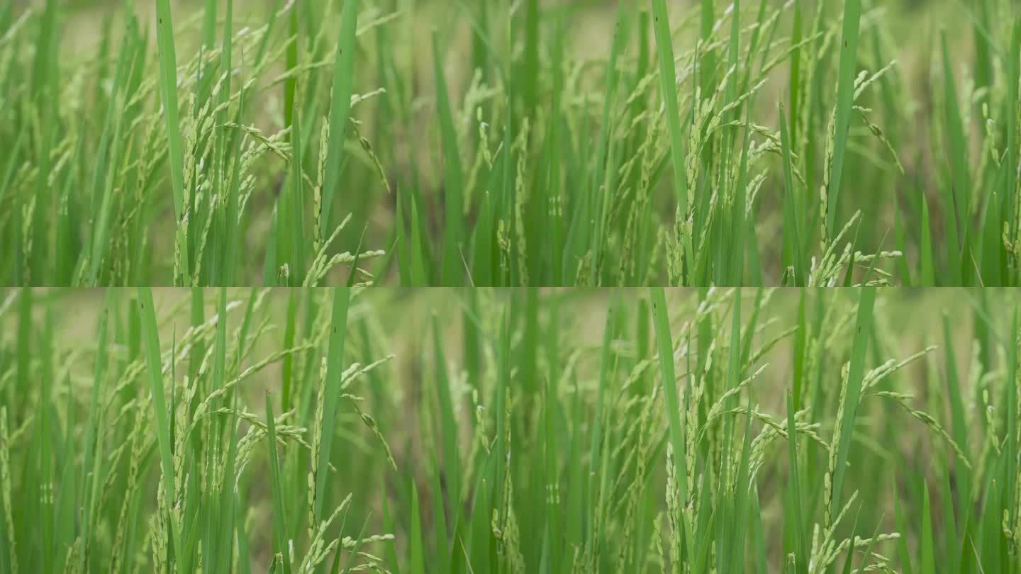 风中的绿米