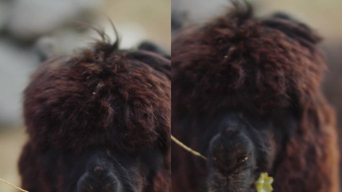棕色毛绒绒的羊驼在咀嚼摄像机，垂直特写视频