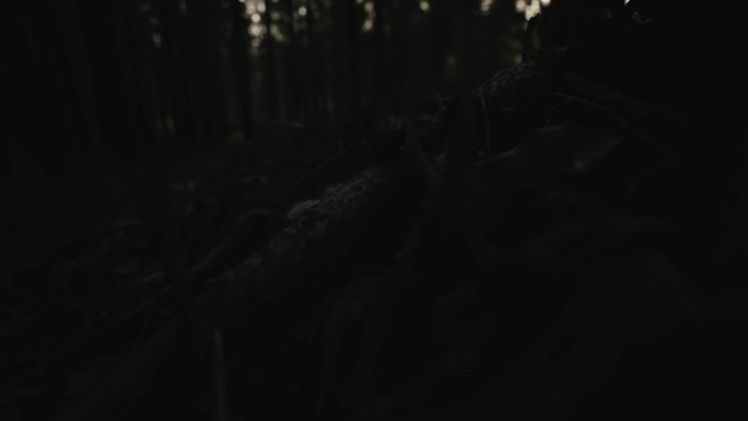 (4k商用)恐怖的气氛 傍晚恐怖树林
