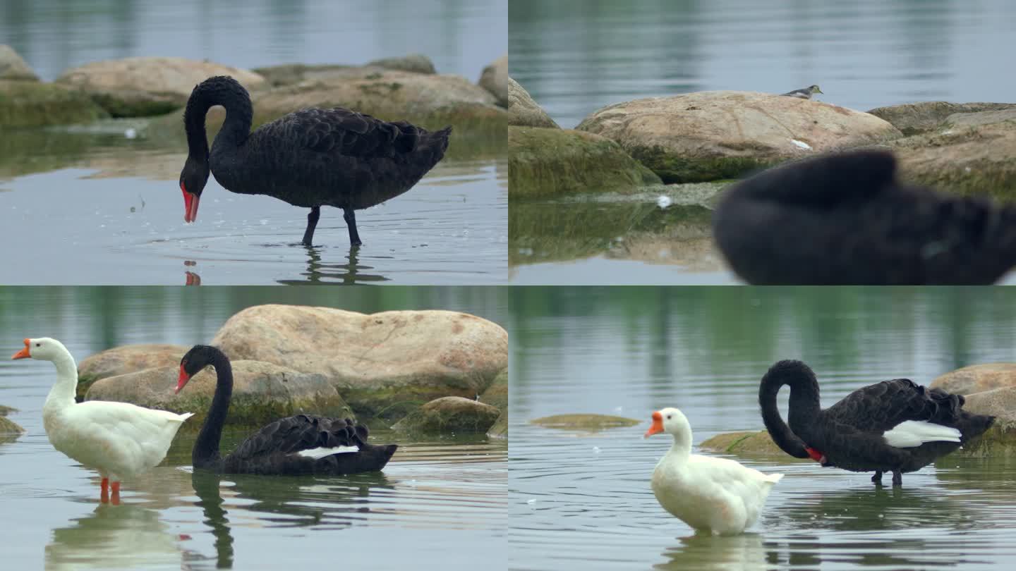 西安生态湿地公园 黑天鹅