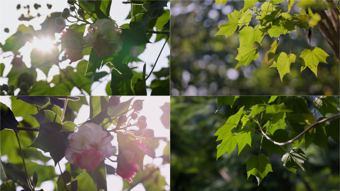 唯美芙蓉花开木芙蓉成都市花阳光树叶微风