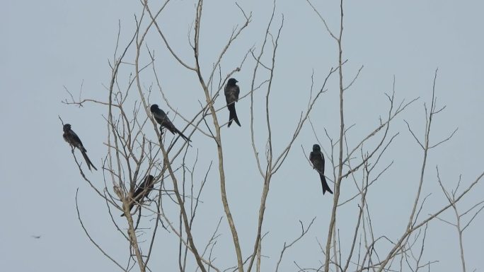 黑龙-鸟在树上-放松。