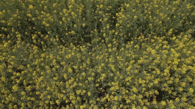 大气油菜花航拍俯拍